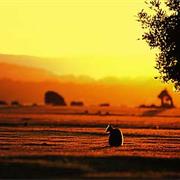 Narawntapu National Park (TAS)