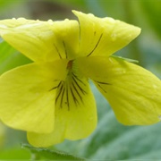 Downy Yellow Violet