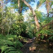 Forêt De Bébour-Bélouve, Réunion