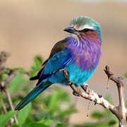 Lilac Breasted Roller