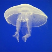 Jellyfish