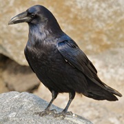 Common Raven (Bhutan)