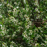 Lemon-Scented Tea-Tree (Leptospermum Liversidgei)