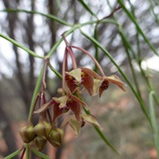 Rhyncharrhena / Rhyncharrhena Linearis