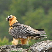 Lammergeier (Andorra)