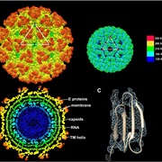 Structure of Viruses Explained (1955)