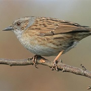 Dunnock