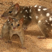 Northern Quoll