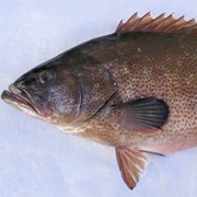 Grouper