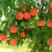 Peach Tree