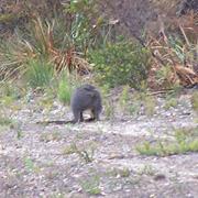 Milyeannup National Park (WA)