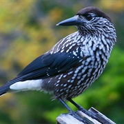 Spotted Nutcracker