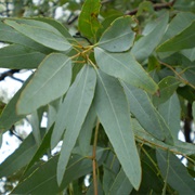 Lemon Ironbark (Eucalyptus Staigeriana)