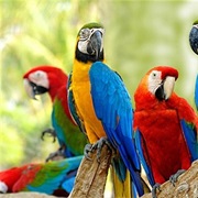 Macaw