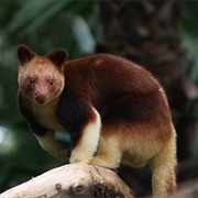 Tree Kangaroo