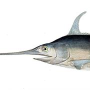 Swordfish