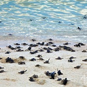 Turtle Islands, Malaysia