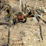 Brazilian Wandering Spider