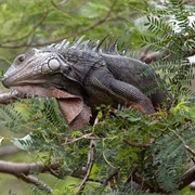 Tree Iguana