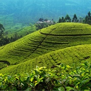 Tea Plantation in Sri Lanka