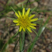 Yellow Salsify (Tragopogon Dubius)