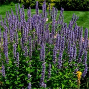 Hyssop (Hyssopus Officinalis)