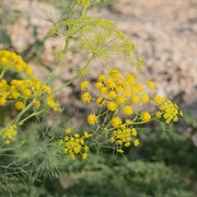 False Fennel (Ridolfia Segetum)