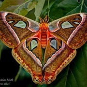 Atlas Moth