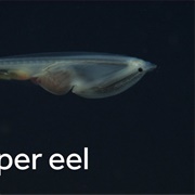 Gulper Eel