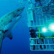 Cage Diving With Sharks, Gansbaai