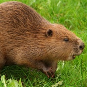 Beaver