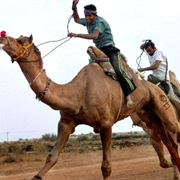 Camel Racing