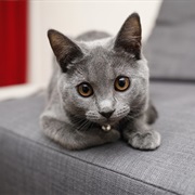Chartreux Cat