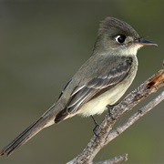 Cuban Pewee