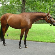 Appendix Quarter Horse