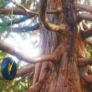 Cambie Climbing Tree, Vancouver