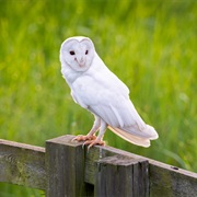 Barn Owl