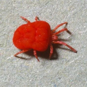Chiggers