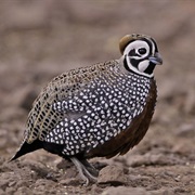 Montezuma Quail
