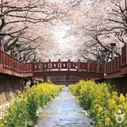 Yeojwacheon Stream