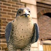 Falcon