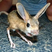 Jerboa