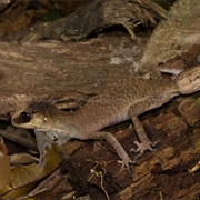 Western Chameleon Gecko