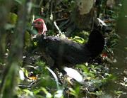 Brujin's Brush Turkey