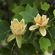 Tulip Poplar