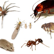 Identify Signs of Home Pests