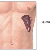 Spleen