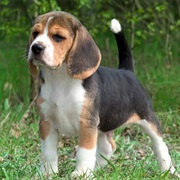 American Foxhound