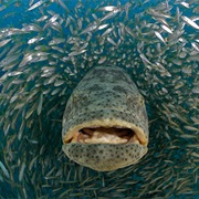 Goliath Grouper Aggregation, Jupiter Florida