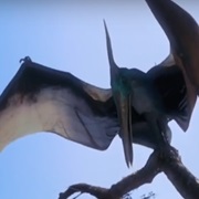 Pteranodon